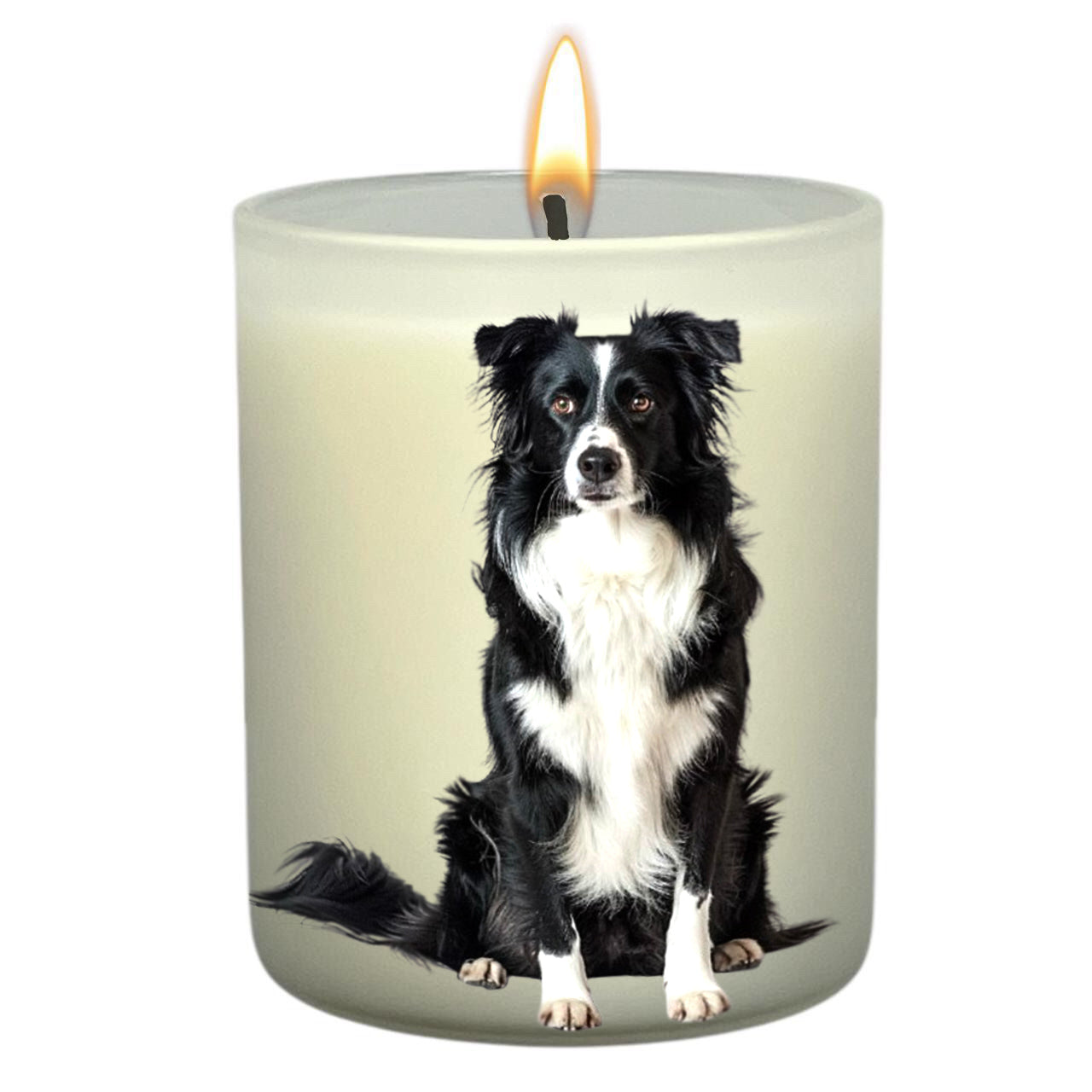 Border Collie B&W_Body