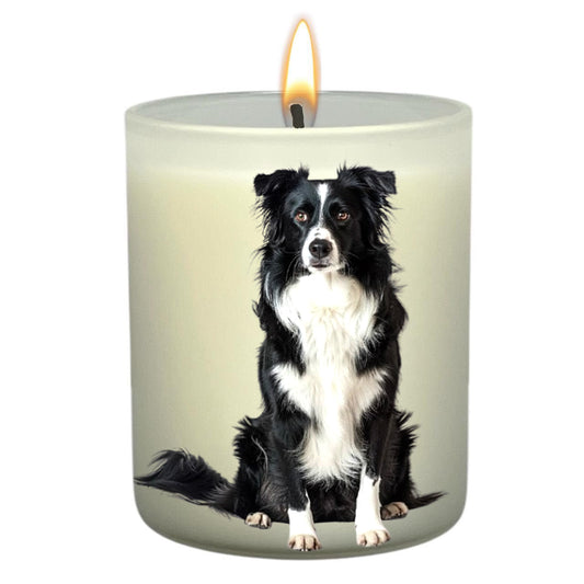 Border Collie B&W_Body
