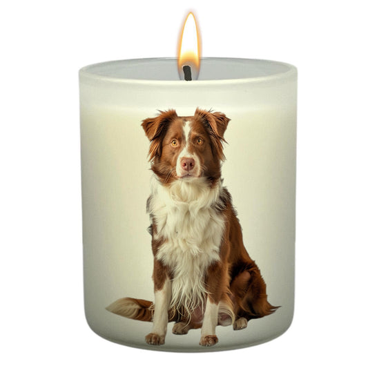 Border Collie Brown & White_Body
