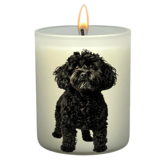 Cavoodle Black