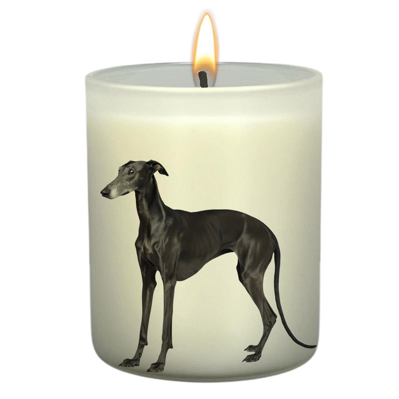 Greyhound_Body