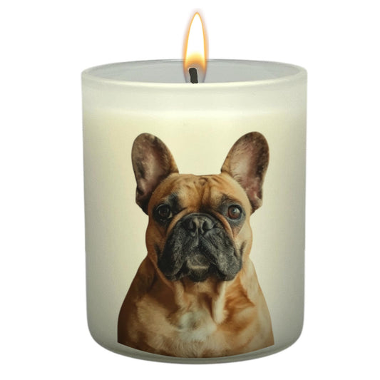 French Bulldog Fawn