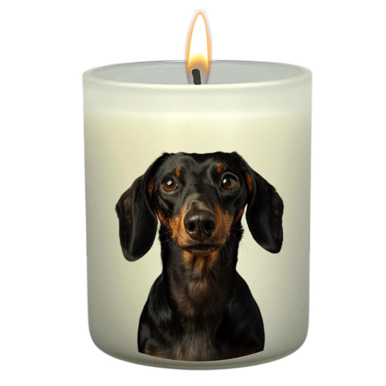 Dachsund (Black & Tan)