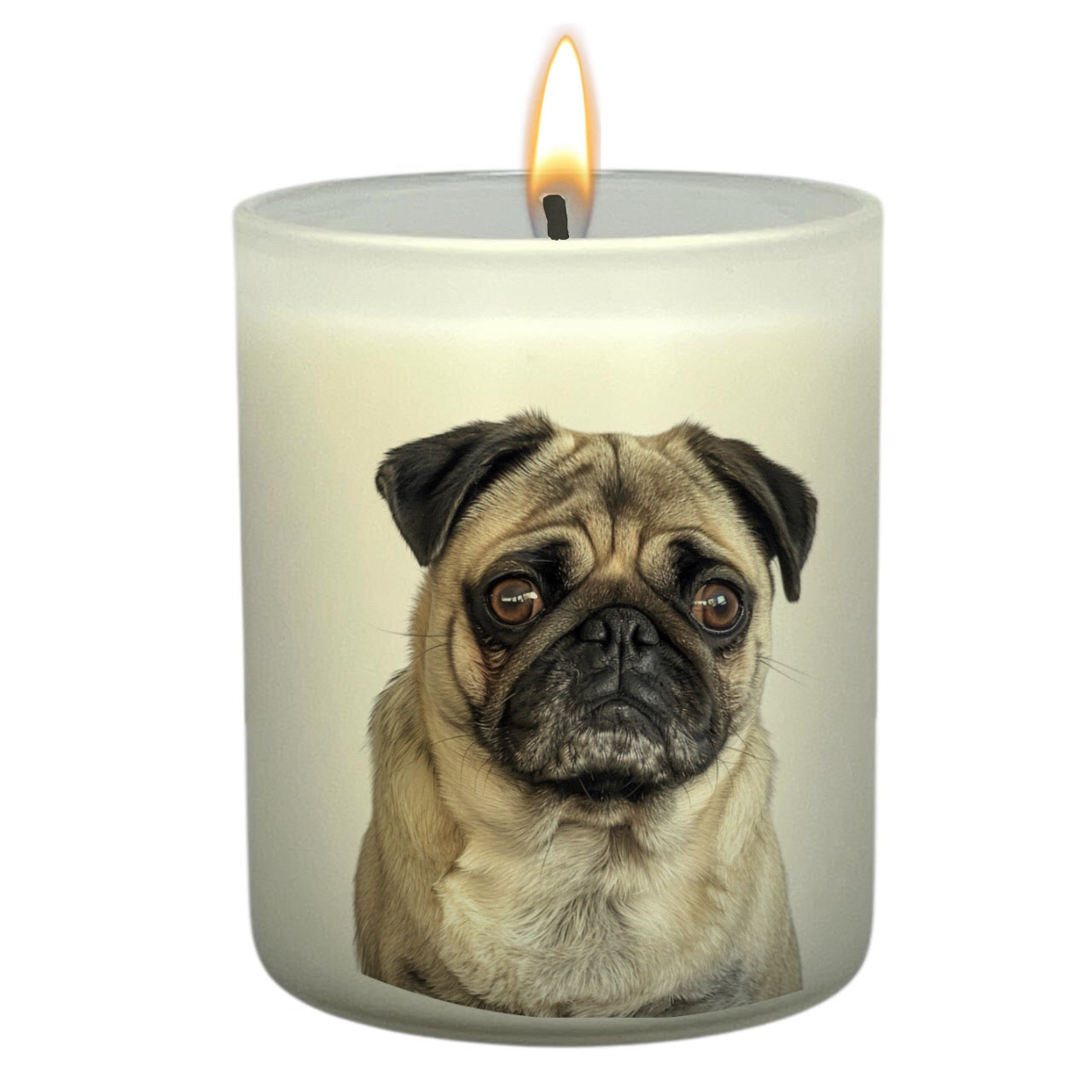 Pug (Fawn)