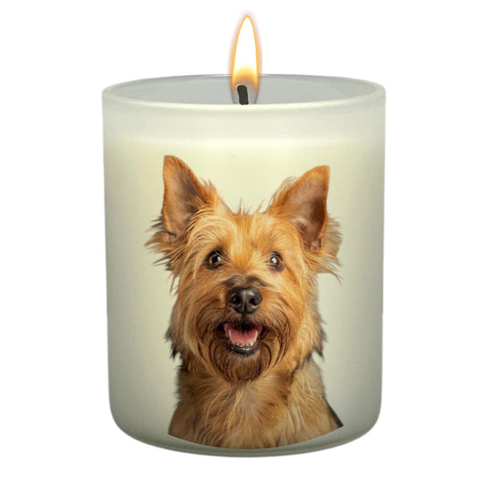 Australian Terrier