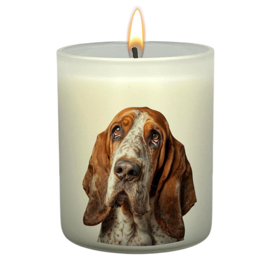 Basset Hound