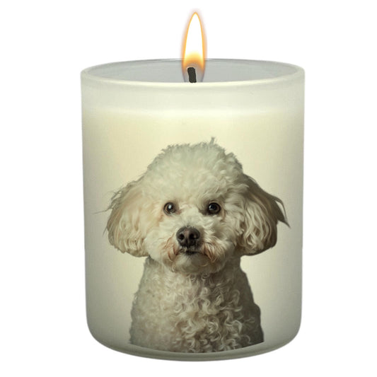 Bichon Frise