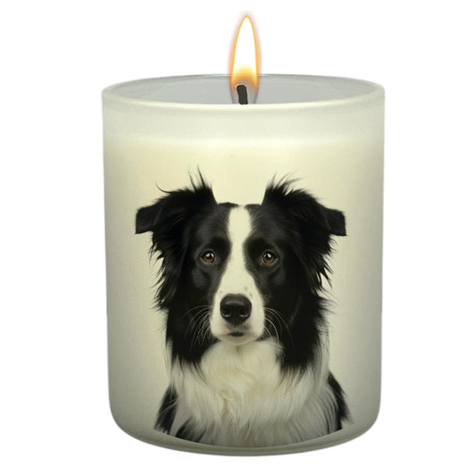 Border Collie (Black & White)