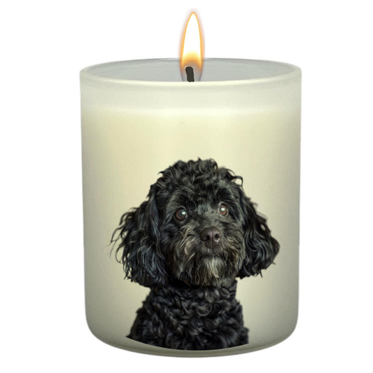 Spoodle Black_Head