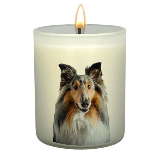 Rough Collie
