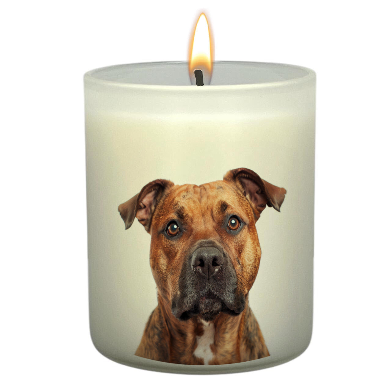 Staffy (Red)