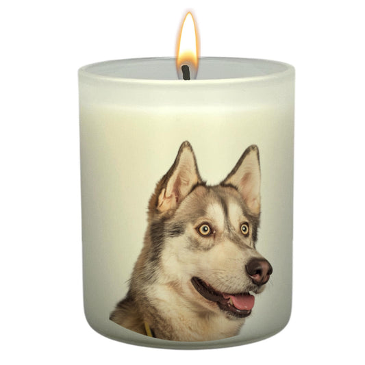 Siberian Huskie