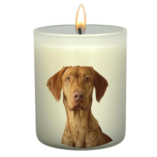 Vizsla
