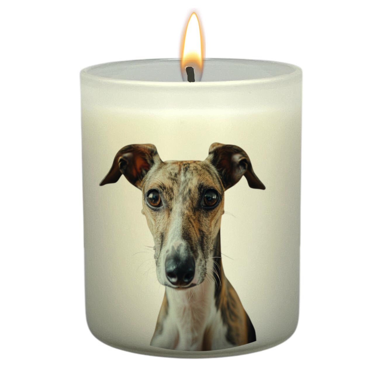 Whippet