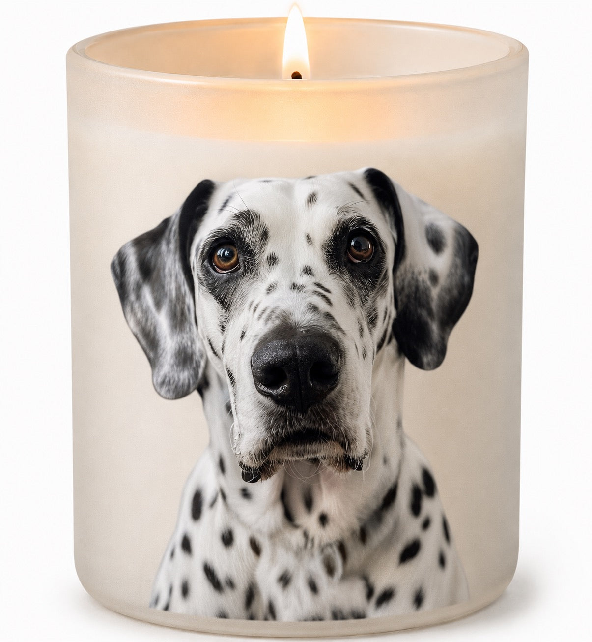 Dalmation