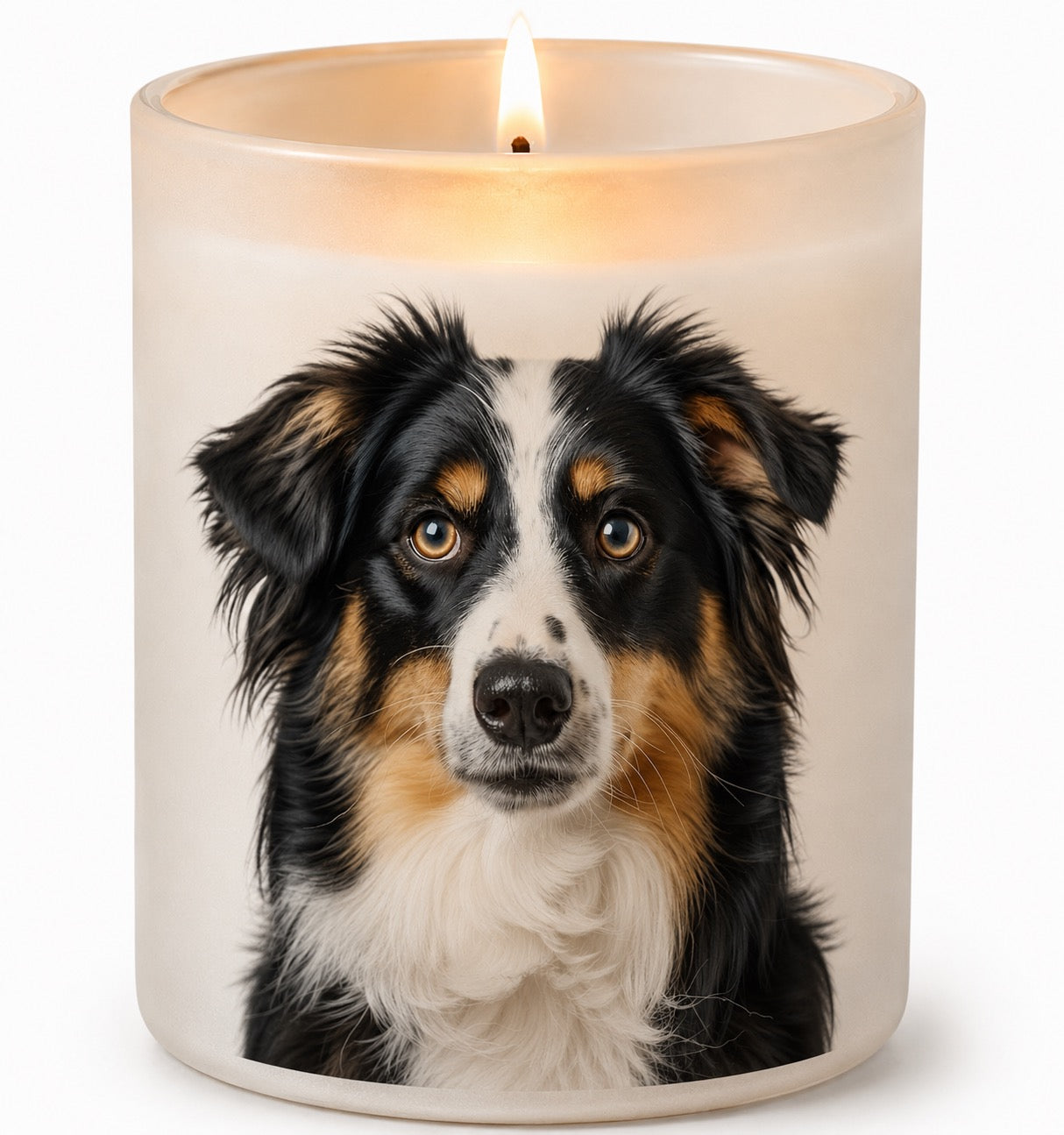 Australian Shepherd_Tri Colour
