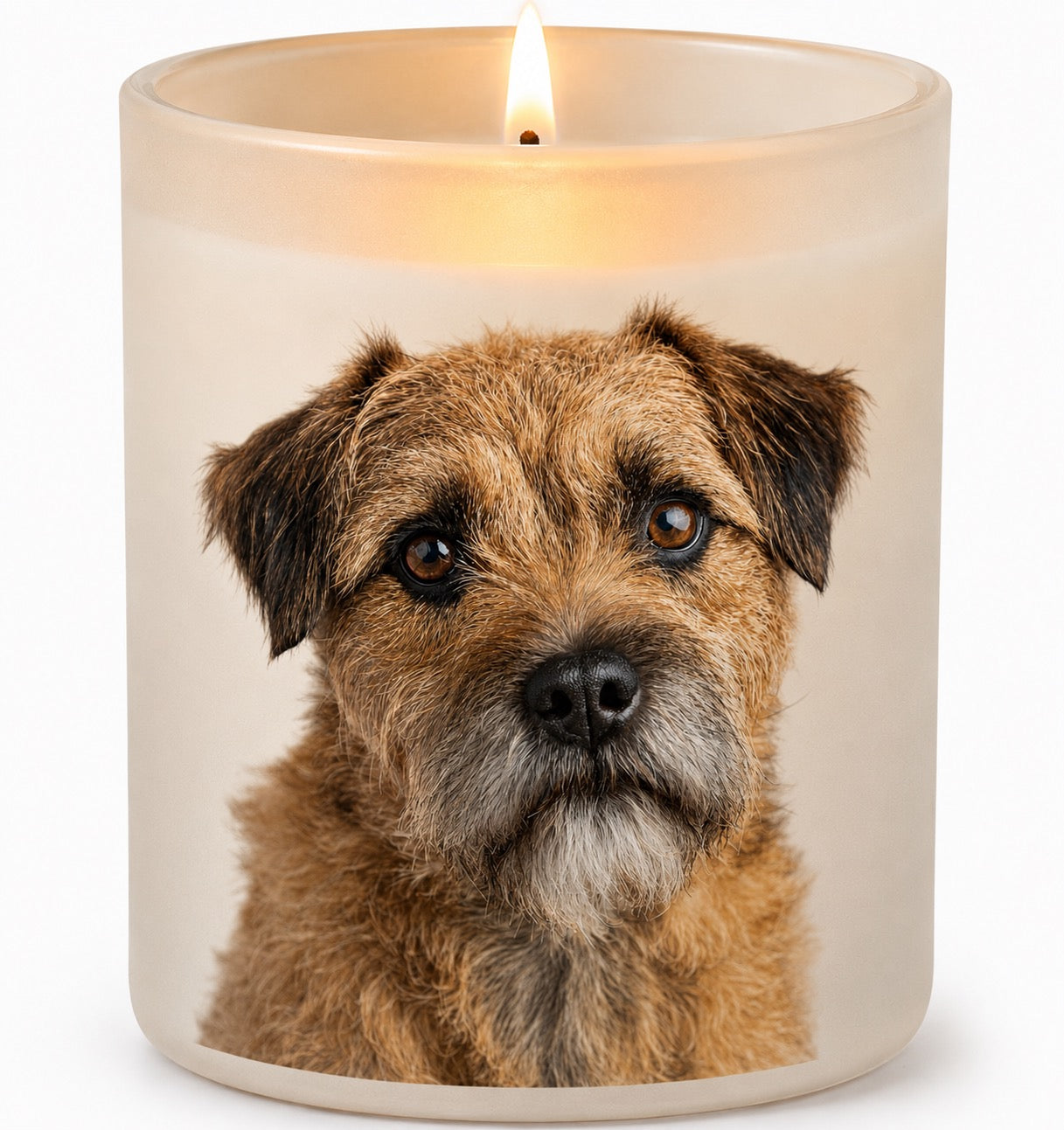 Border Terrier_Wheaten