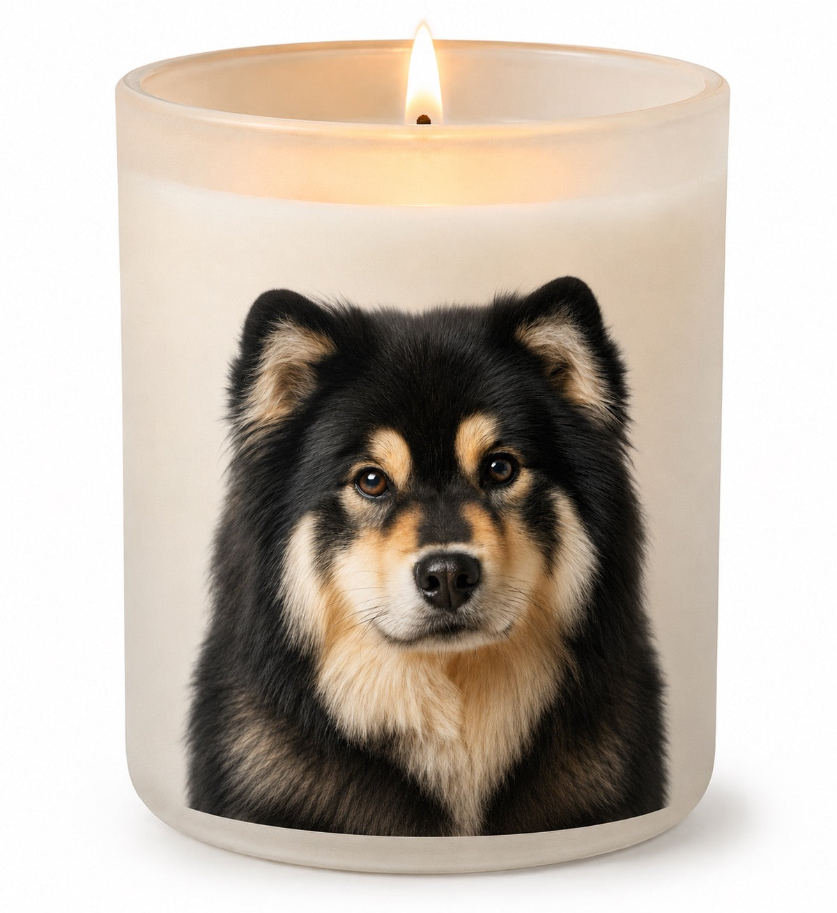 Finnish Lapphund