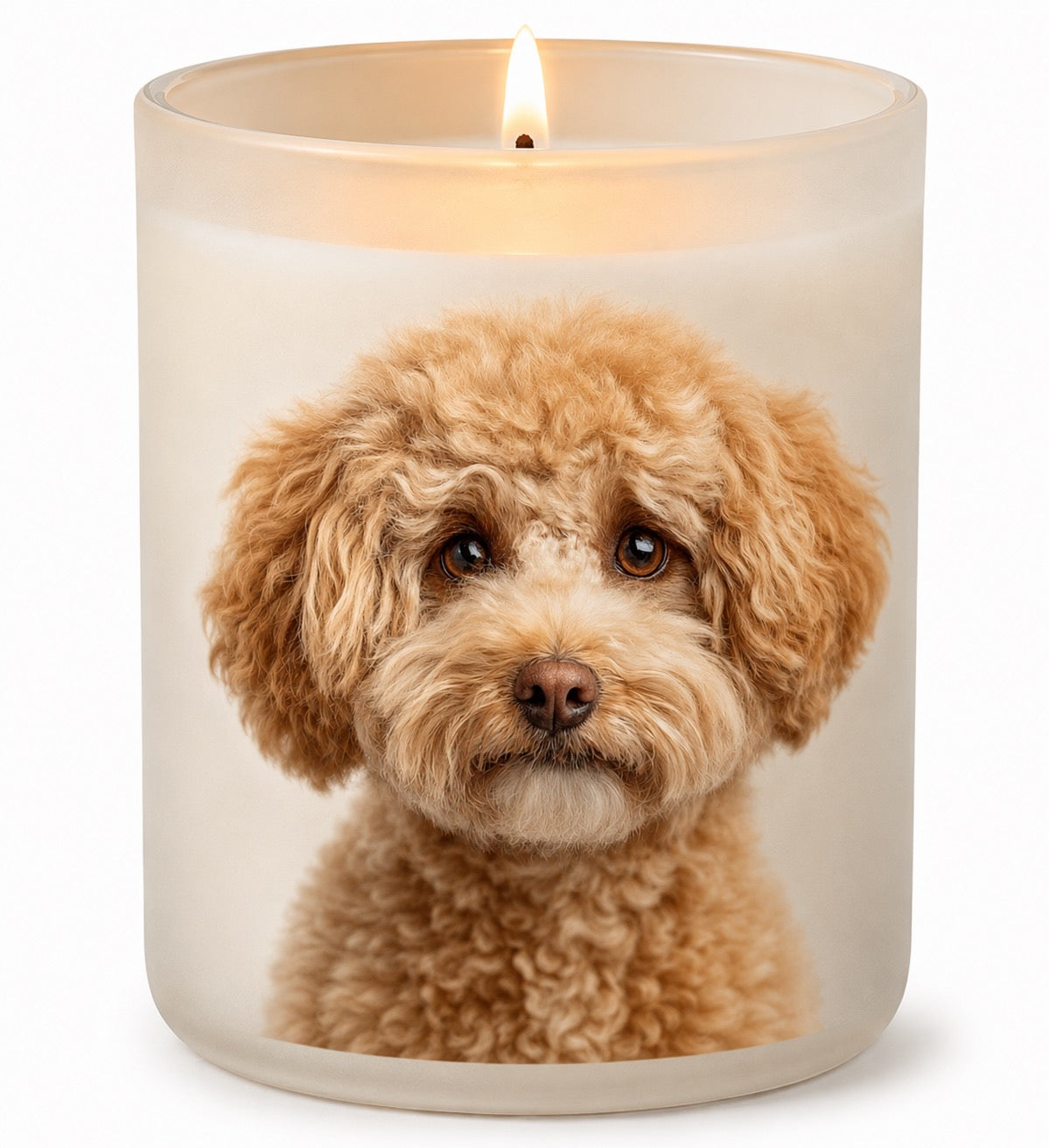 Toy Poodle_Apricot