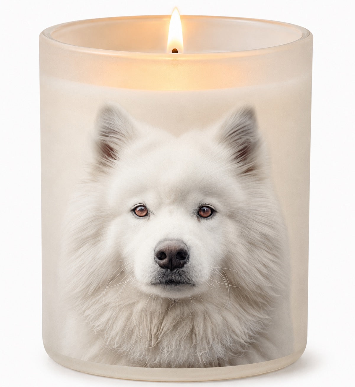 Samoyed