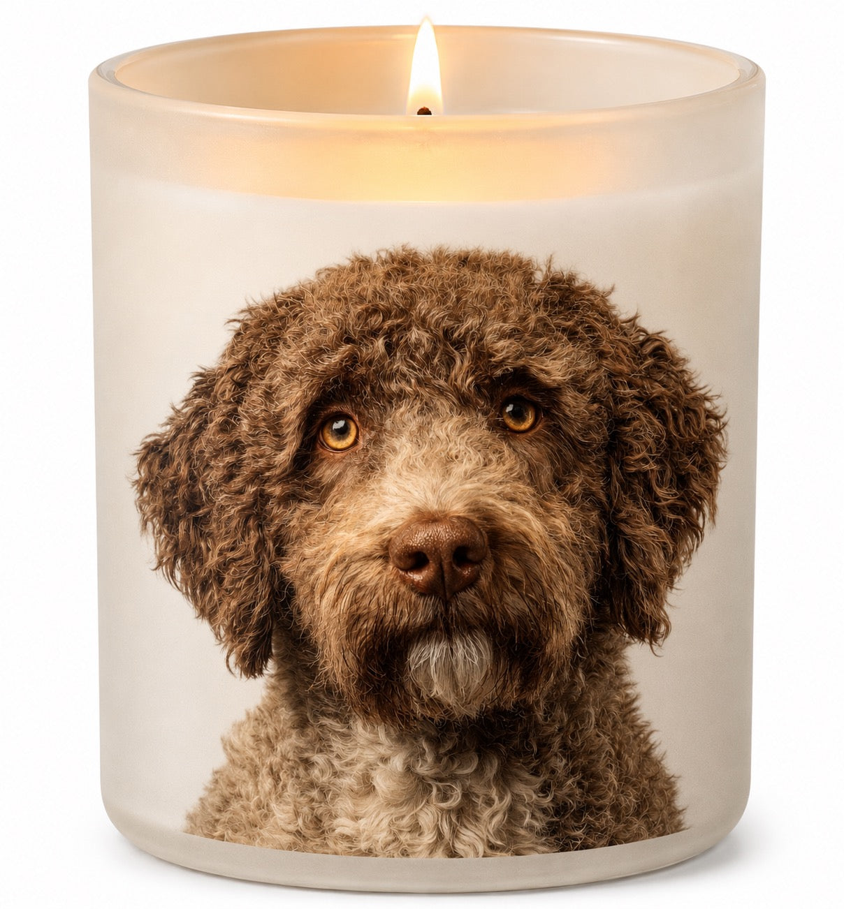 Lagotto_Brown