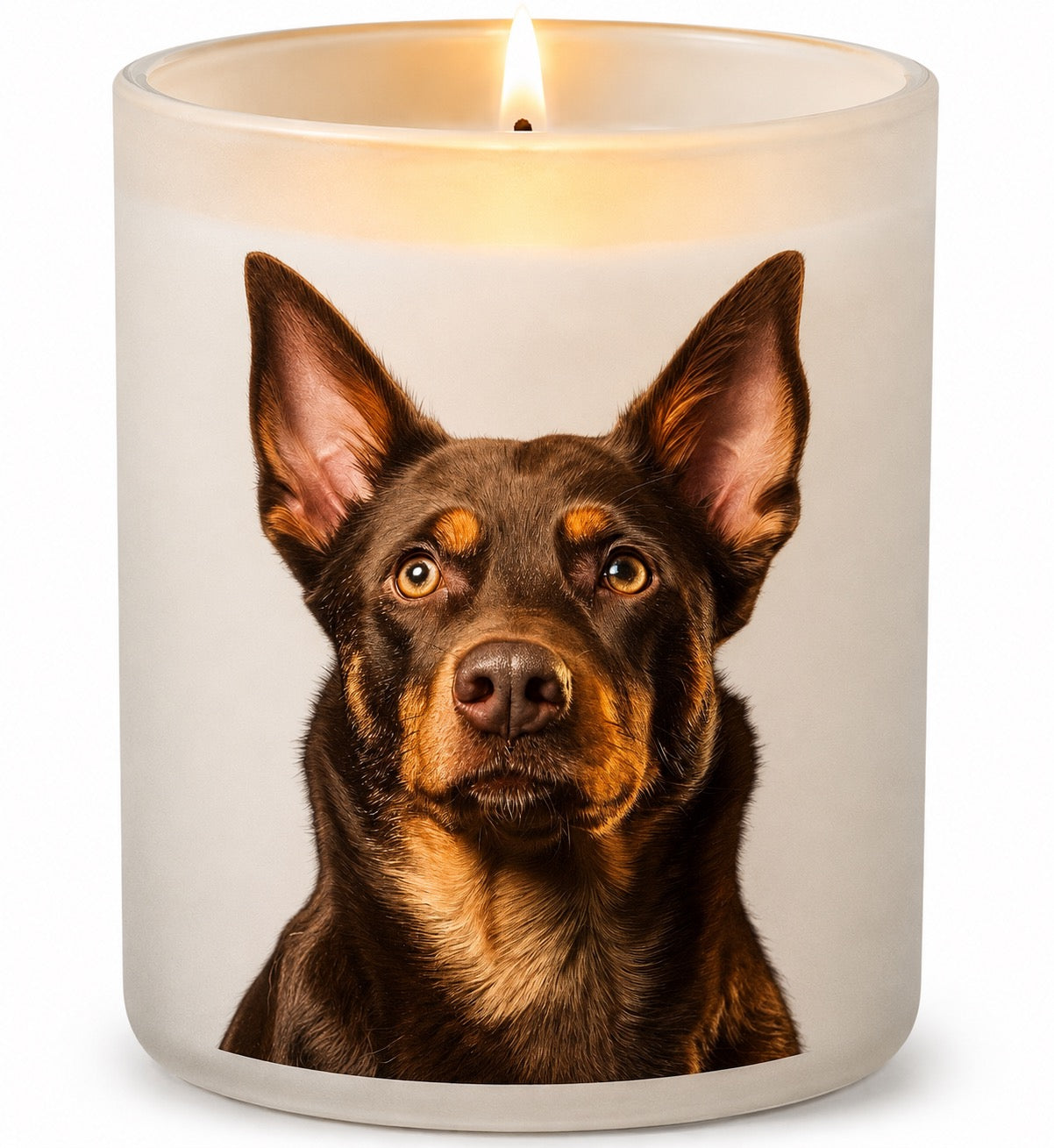 Kelpie_Red & Tan