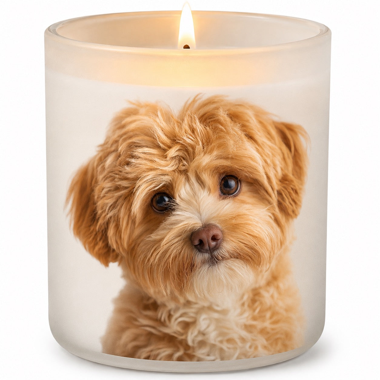 Maltipoo (Moodle)_Apricot