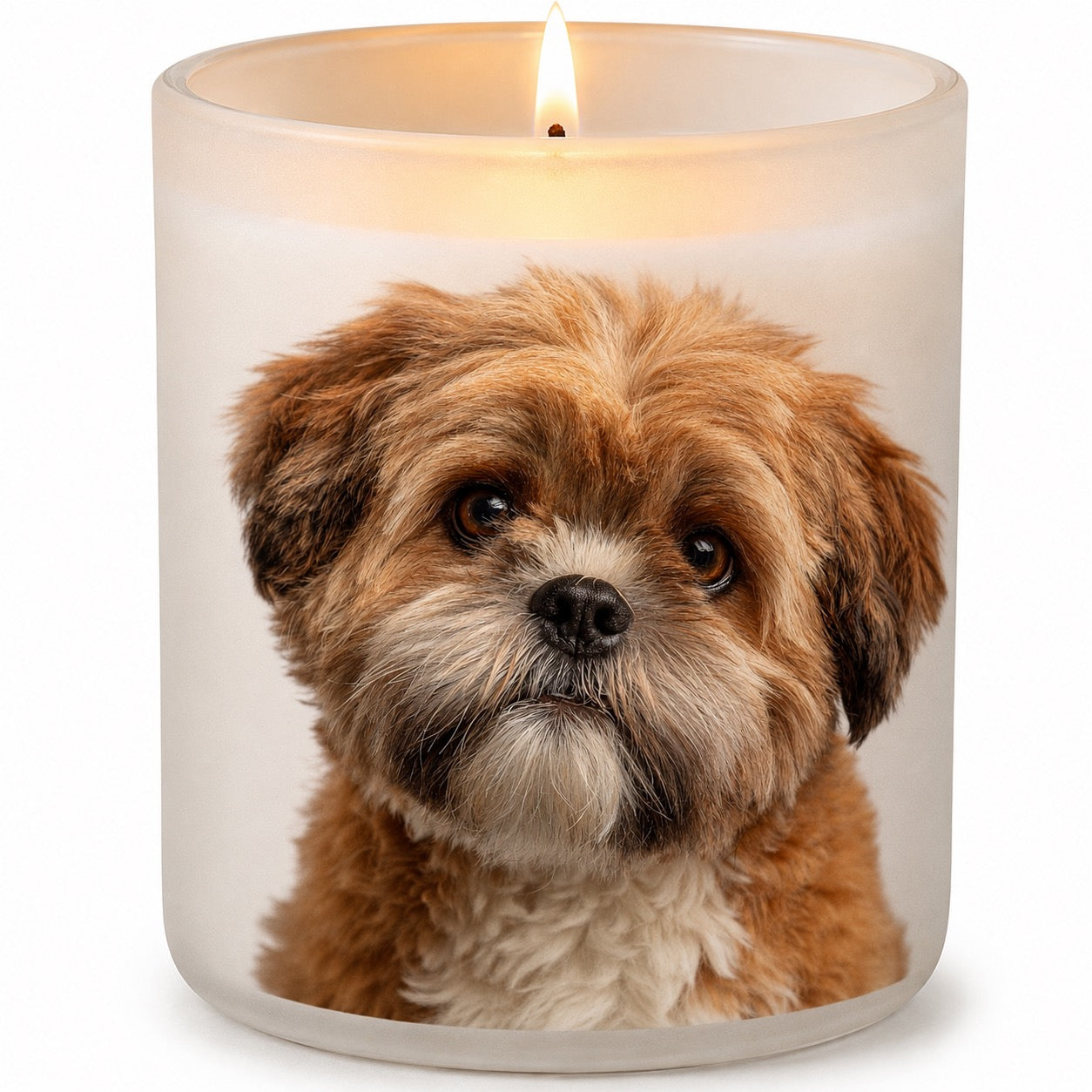 Shih Tzu_Red