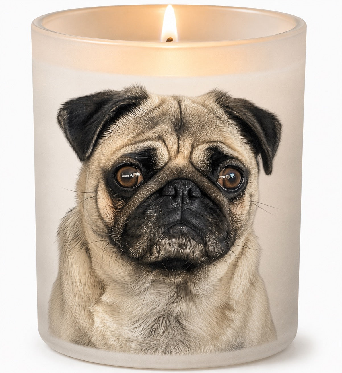 Pug_Fawn