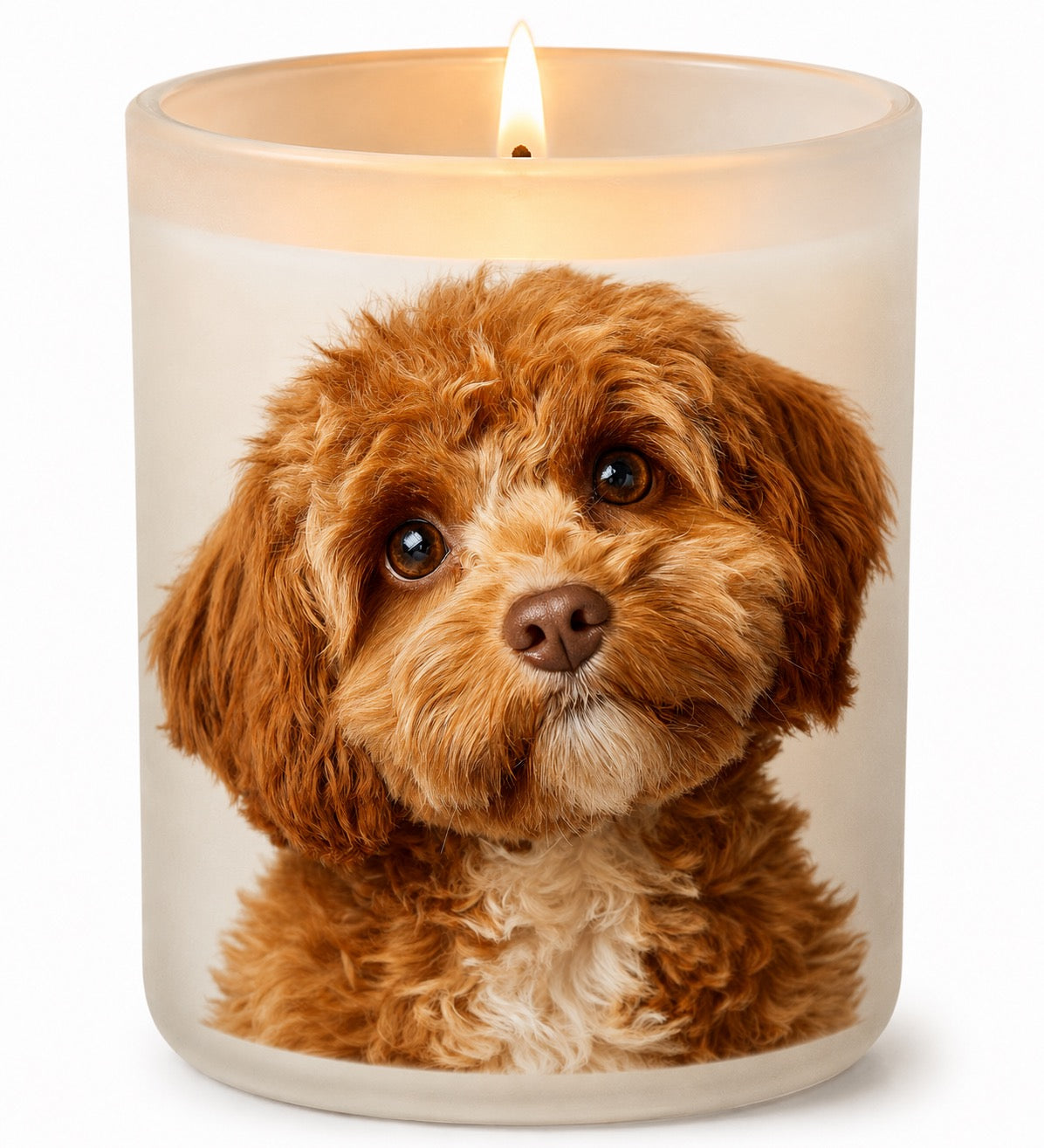Cavoodle_Red