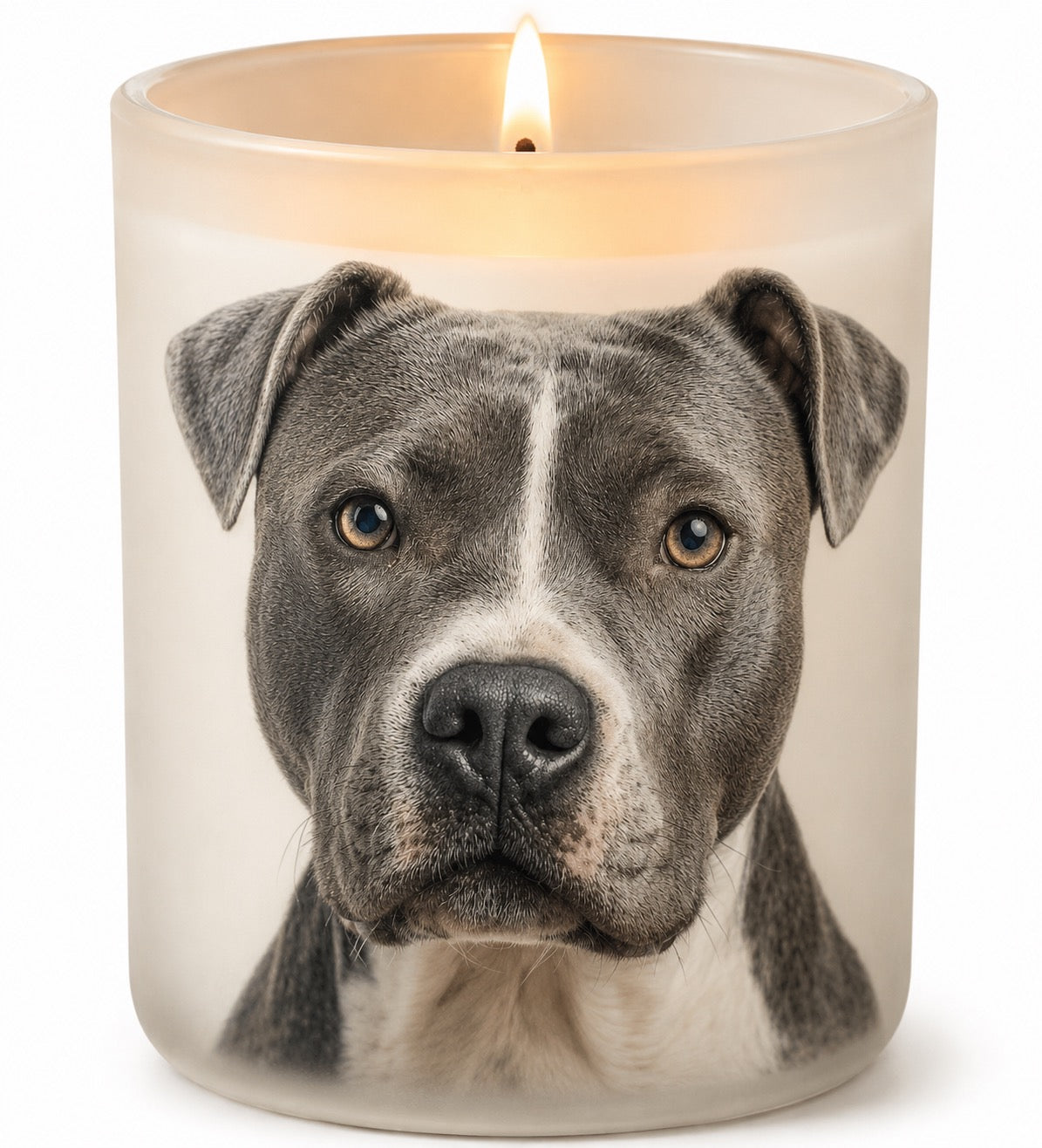 Staffy_Blue