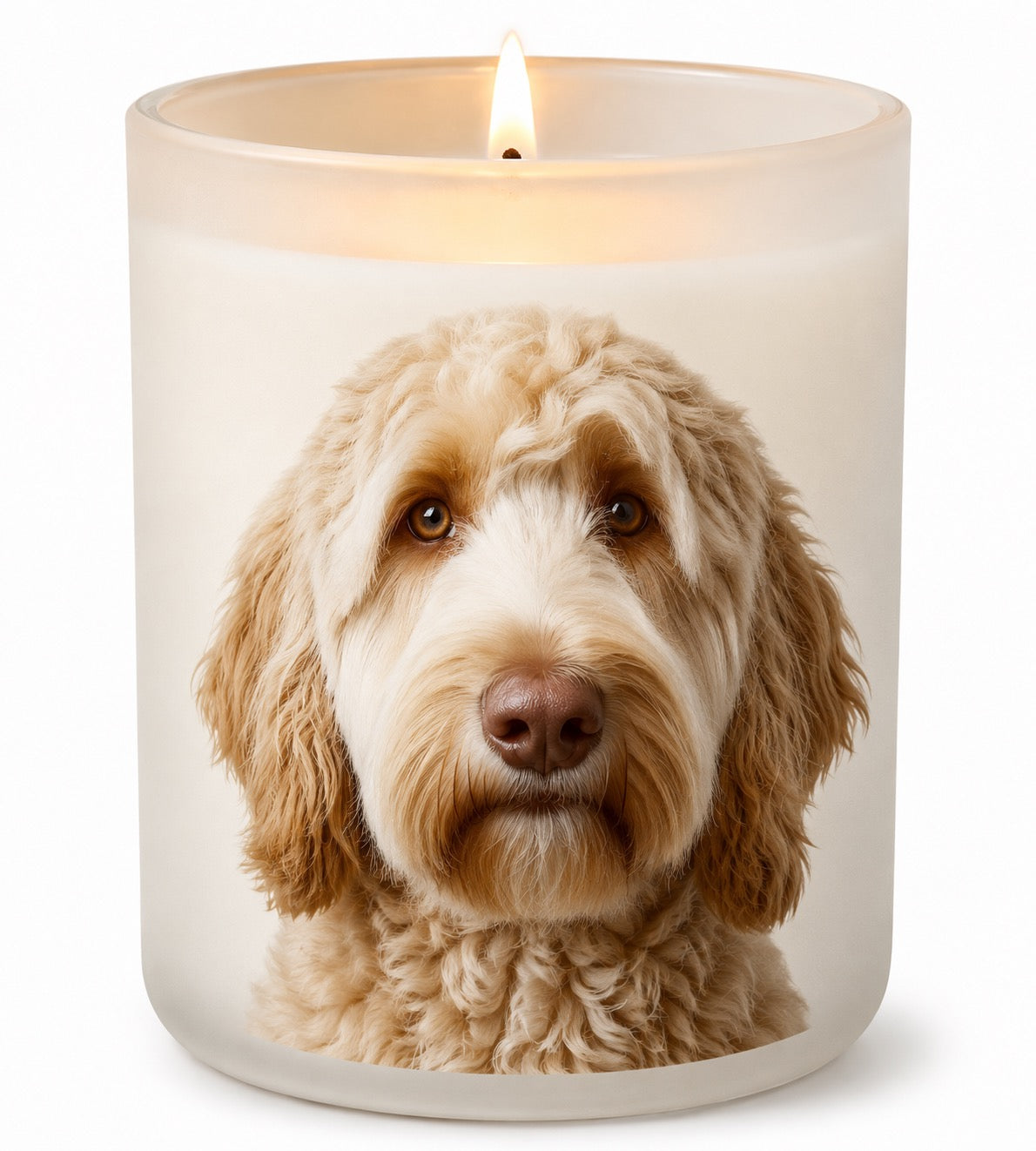 Labradoodle_Cream