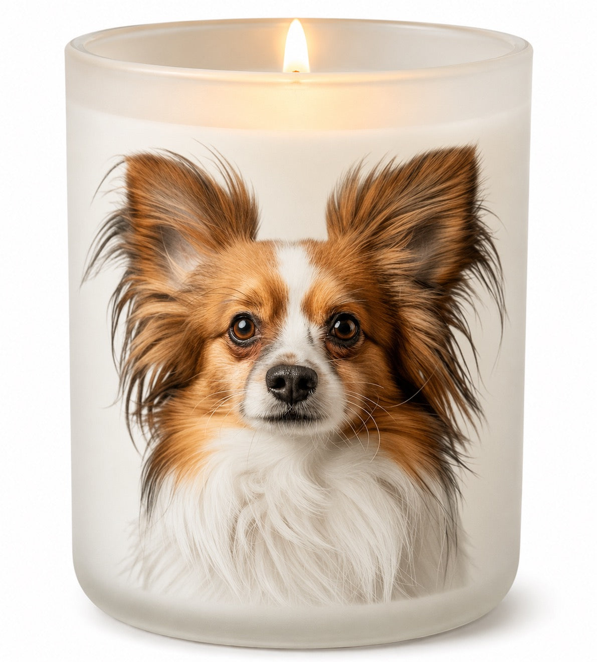 Papillion_Brown & White