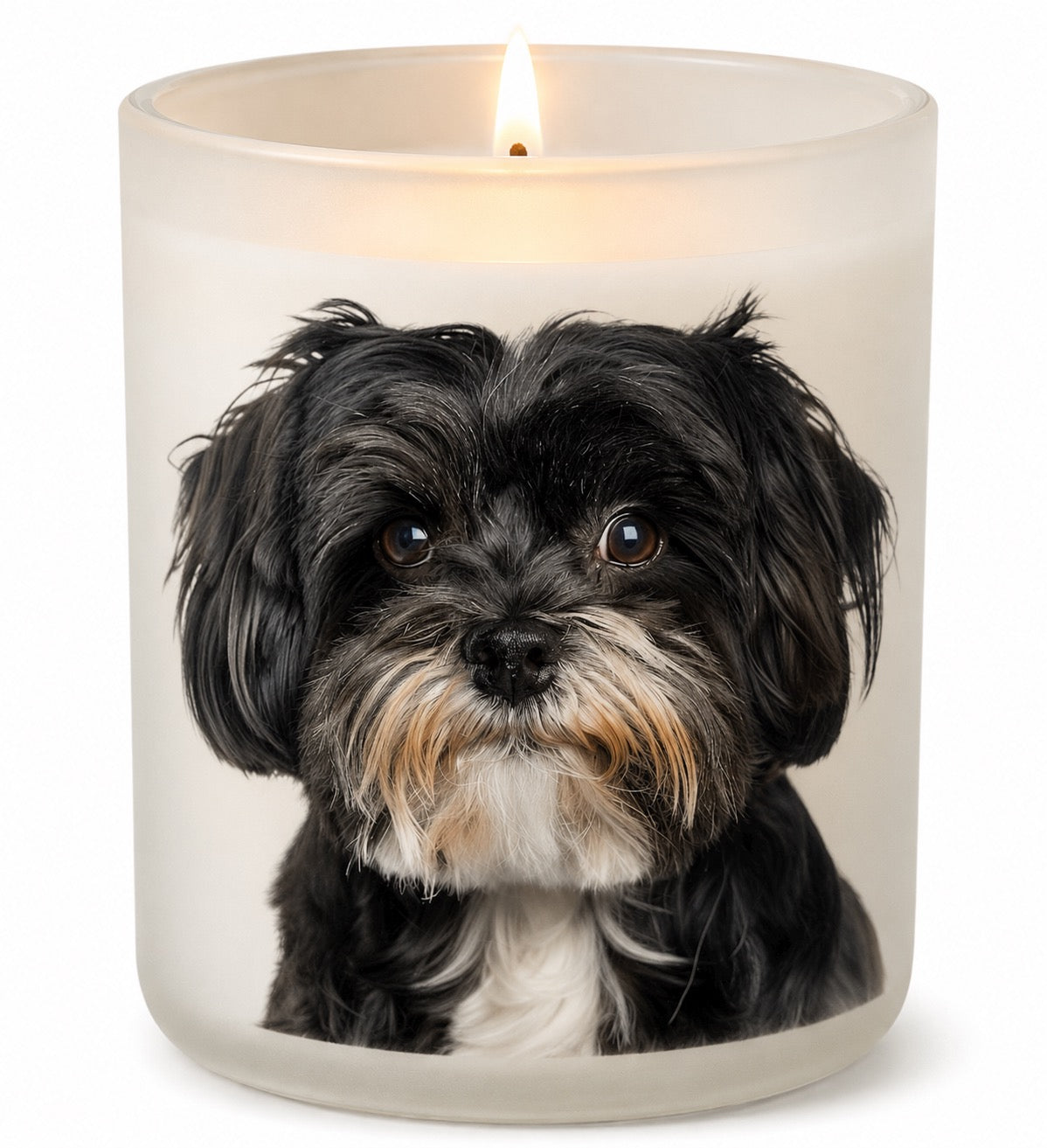 Havanese_Black