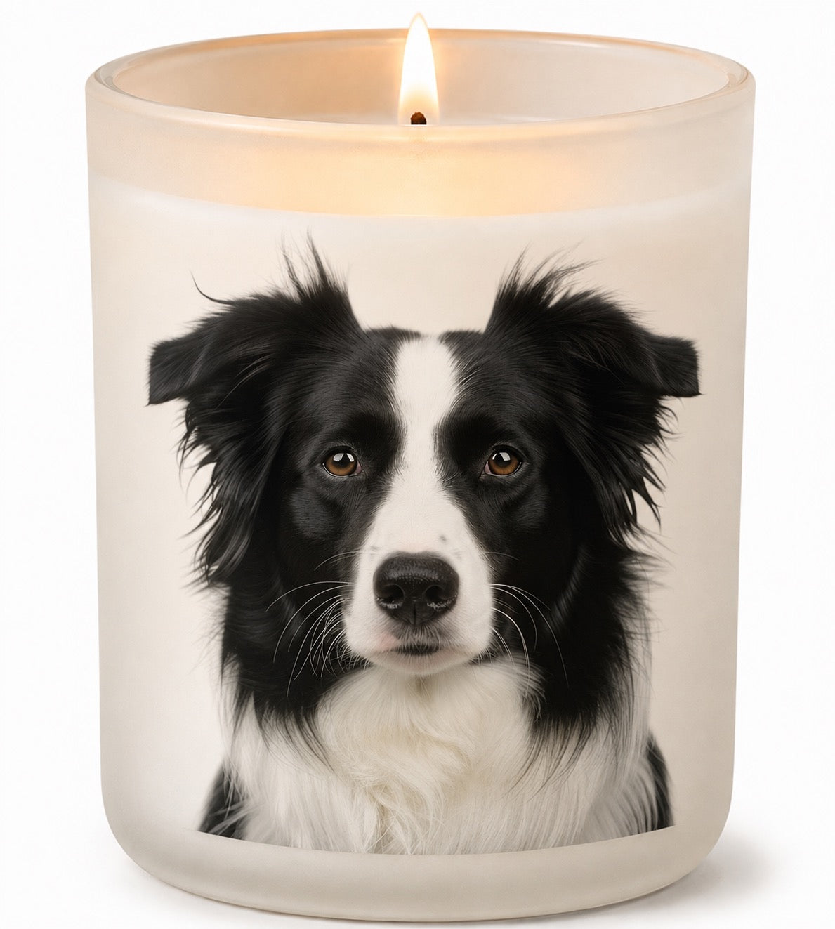 Border Collie_Black & White