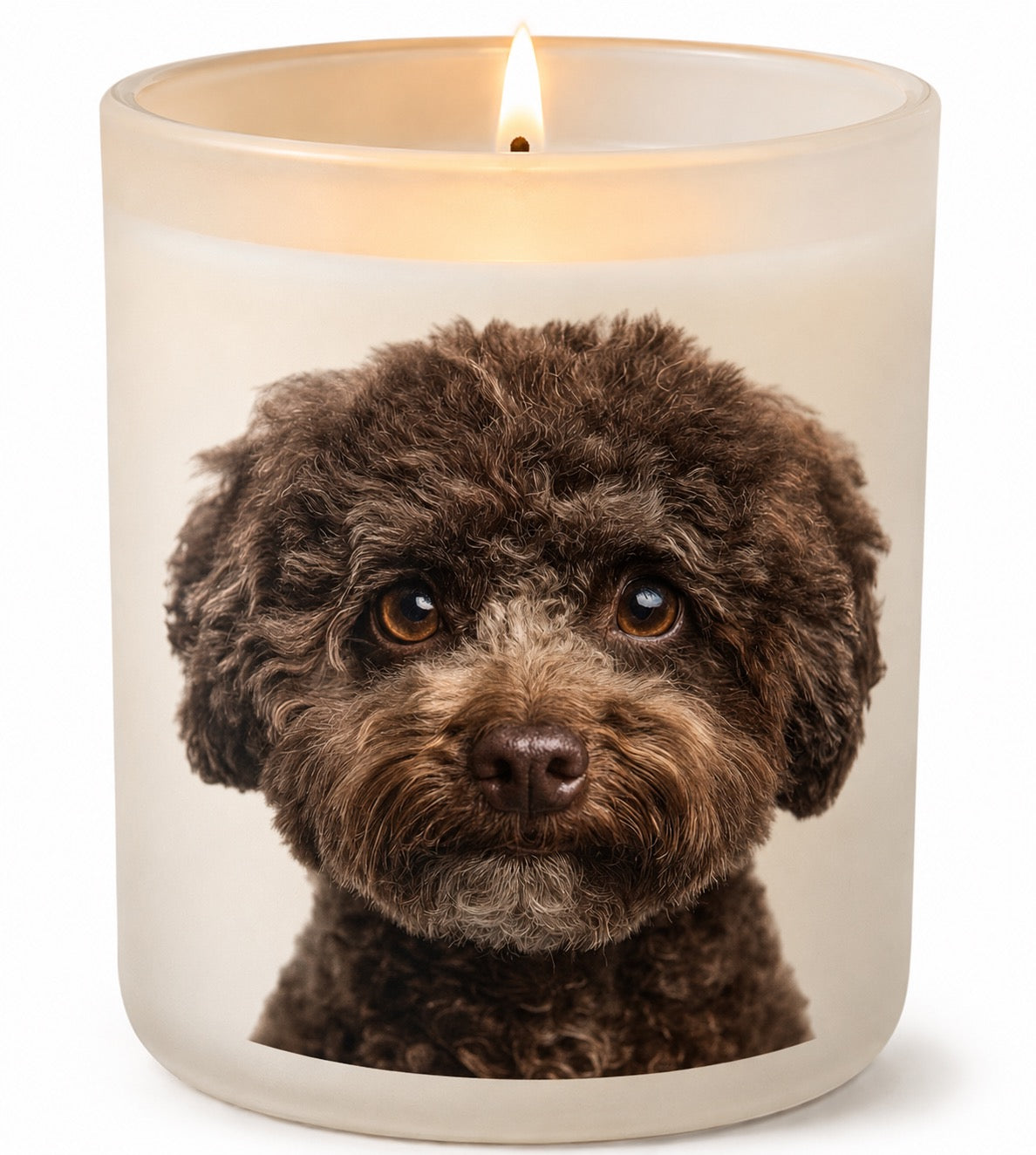 Bichon Frise_Chocolate