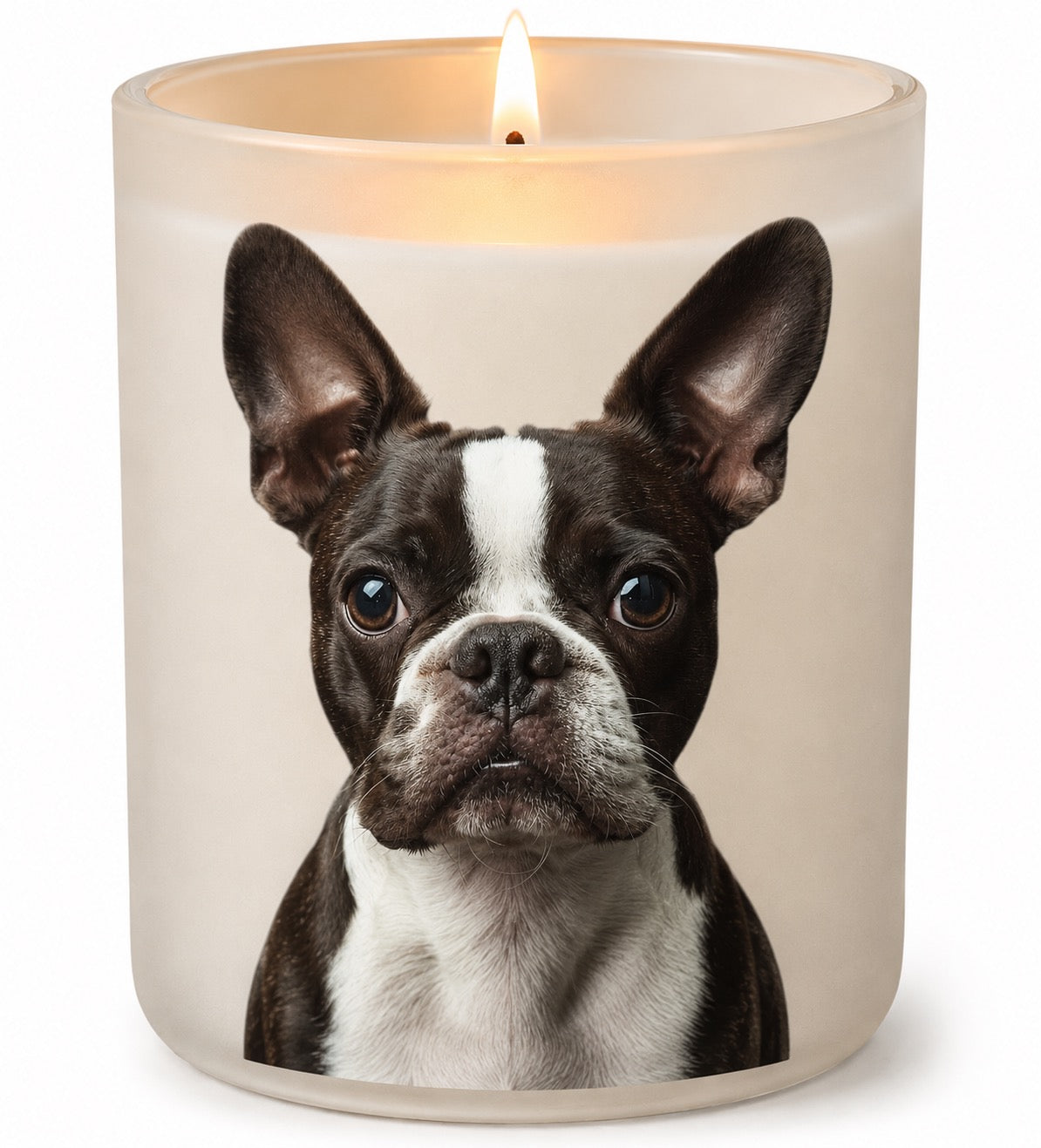 Boston Terrier_Chocolate & White