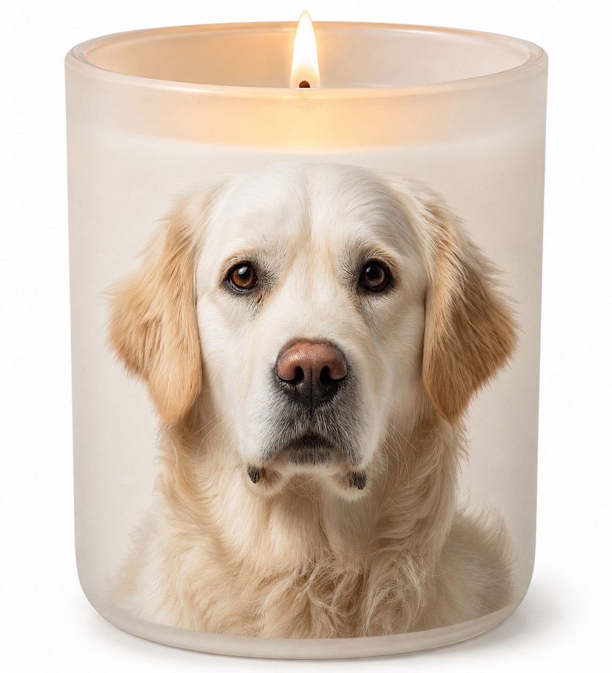 Golden Retriever_Cream