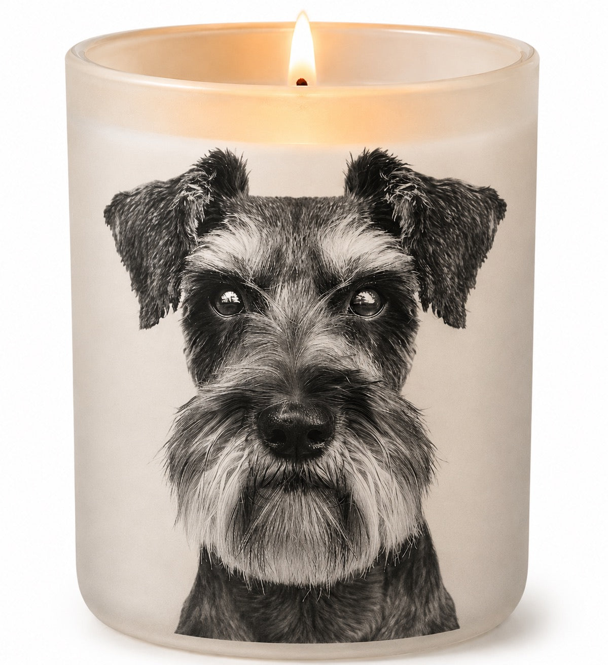 Schnauzer_Grey