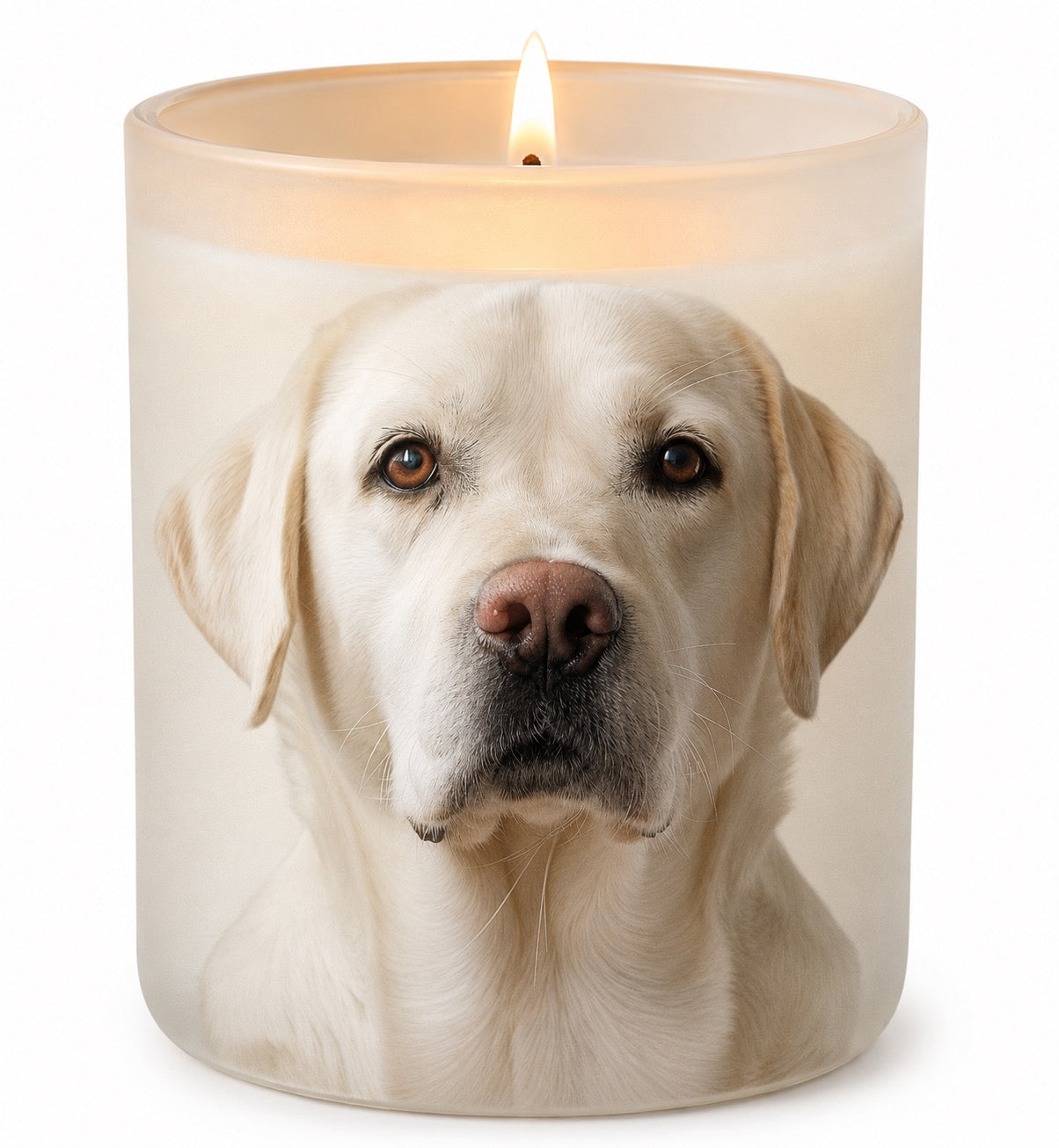 Labrador_White