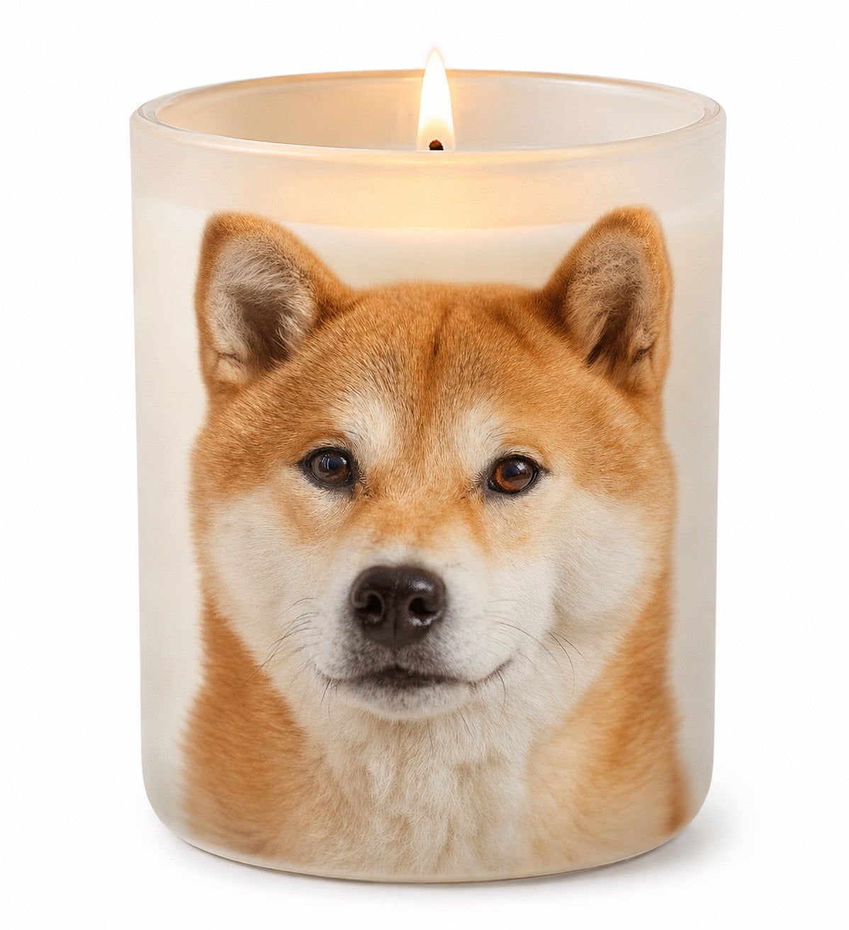 Shiba Inu