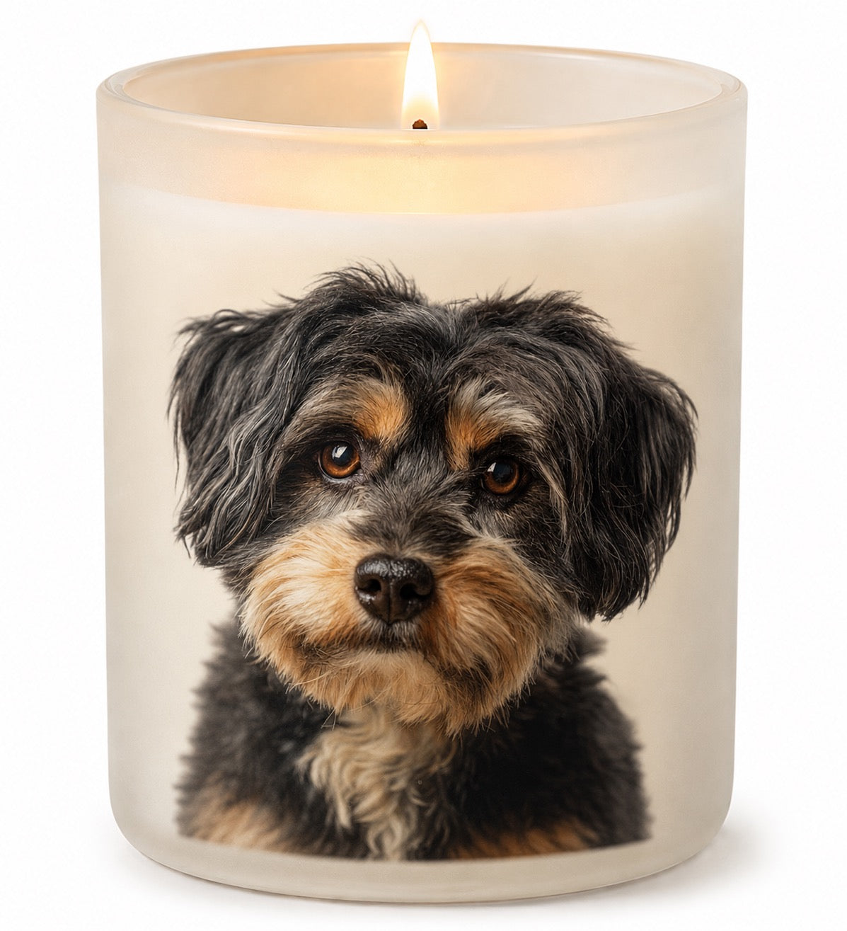 Yorkiepoo_Black & Tan