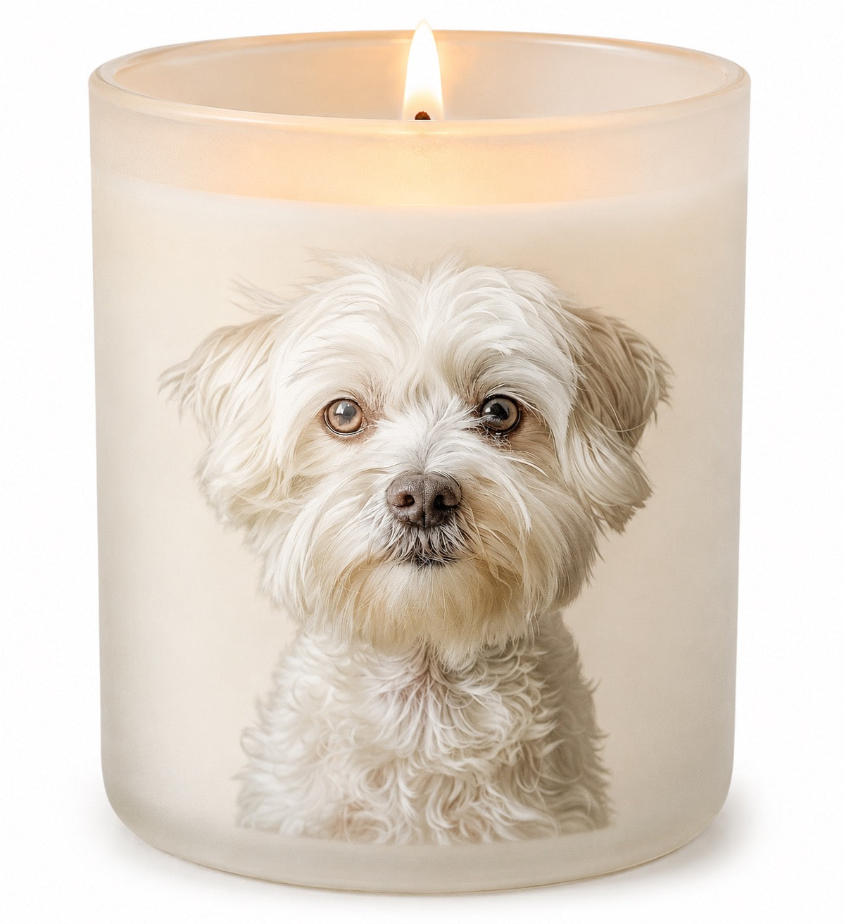 Maltese Terrier