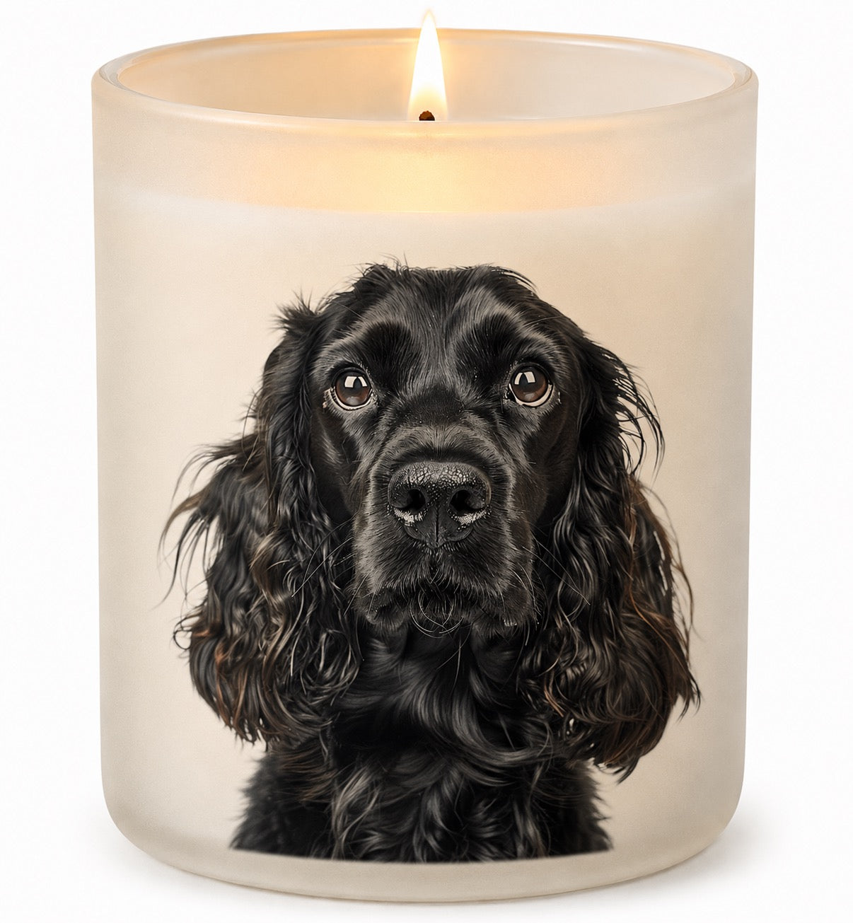 Cockerspaniel_Black