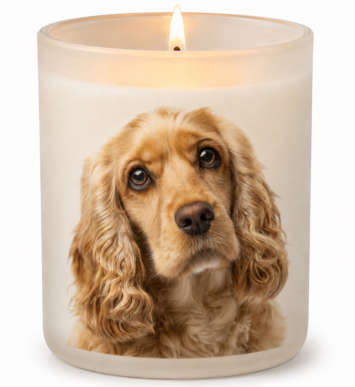 Cockerspaniel_Golden