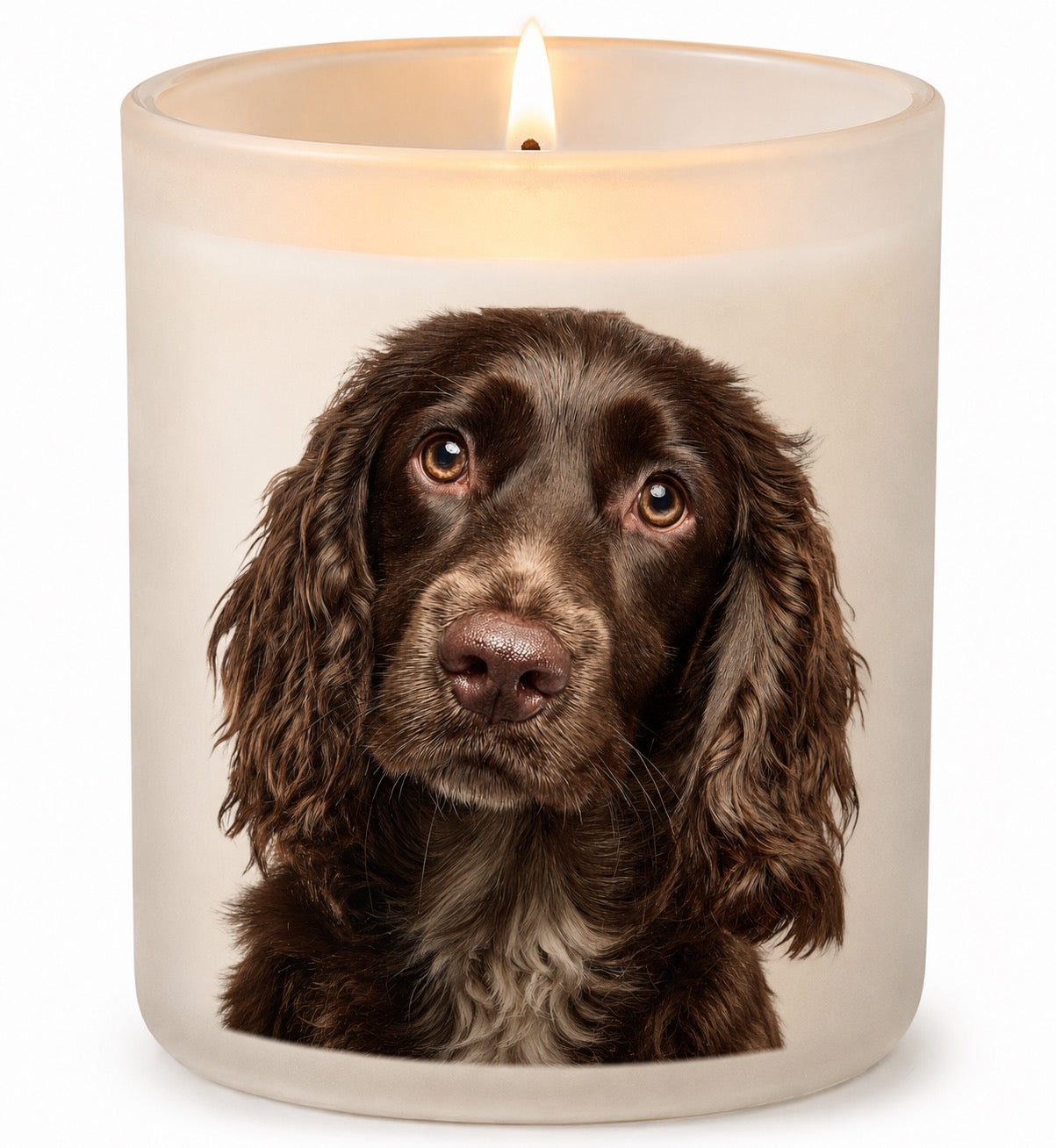 Cockerspaniel_Chocolate