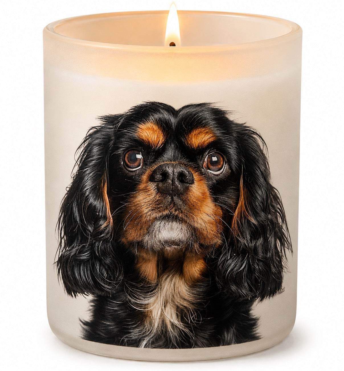 King Charles Spaniel_Black & Tan