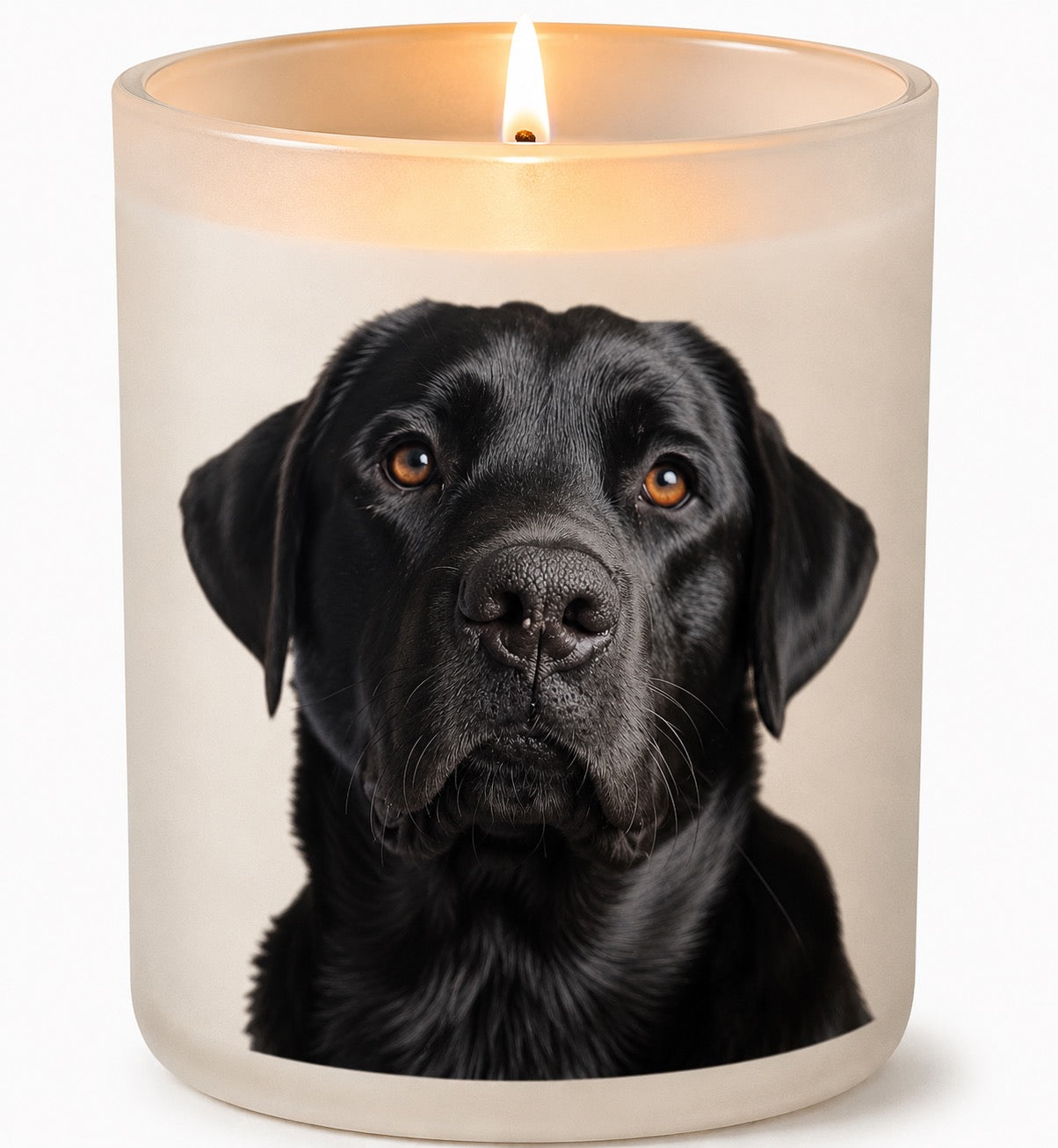 Labrador Black
