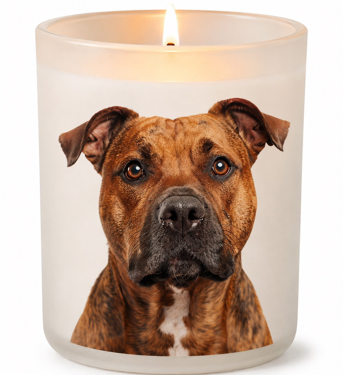 Staffy_Red