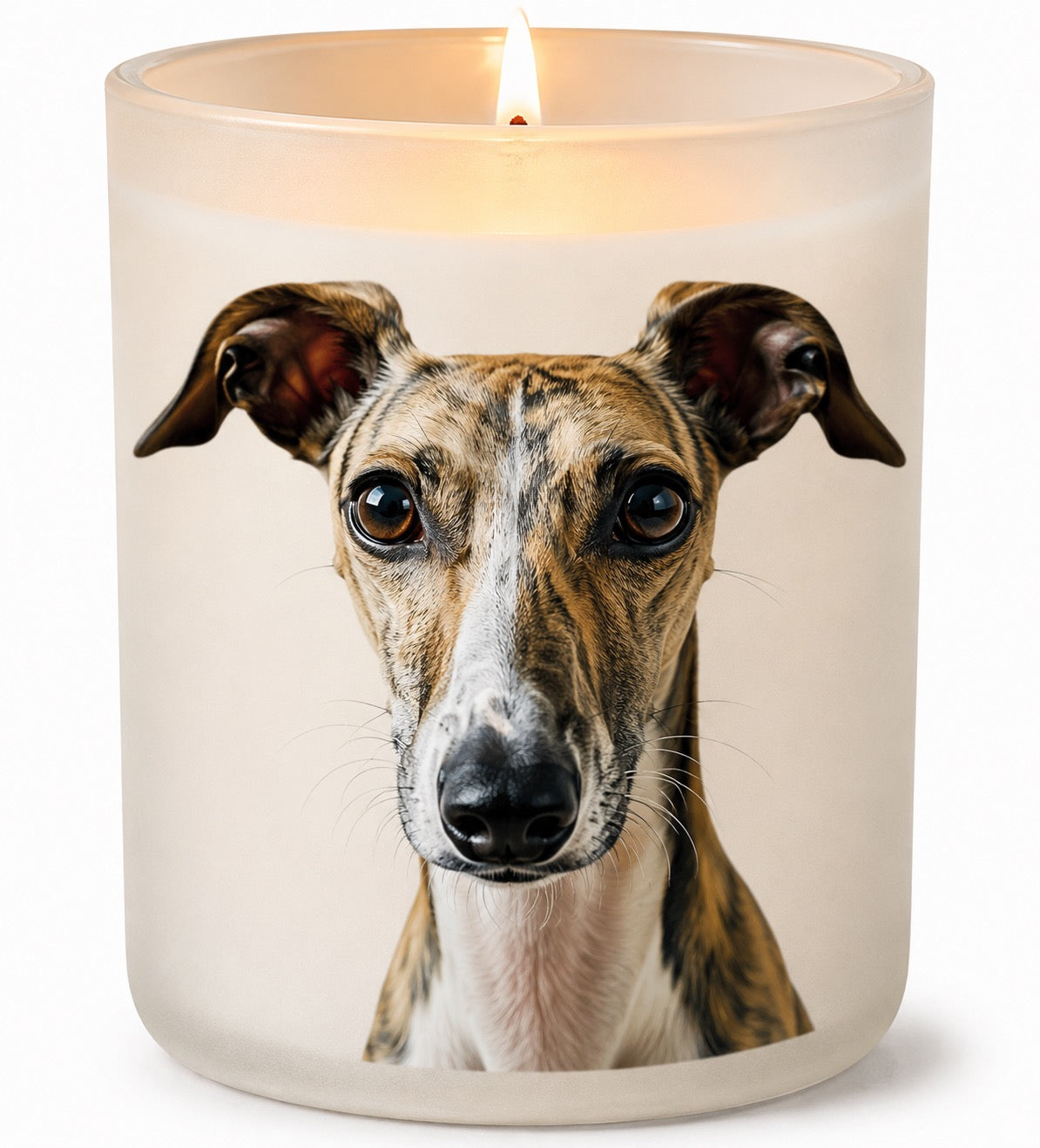 Whippet